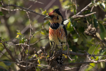 Barbican promépic,.Trachyphonus vaillantii , Crested Barbet