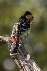 Barbican promépic,.Trachyphonus vaillantii , Crested Barbet