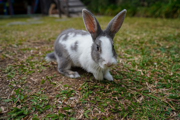 Super cute white and grey rabbit 