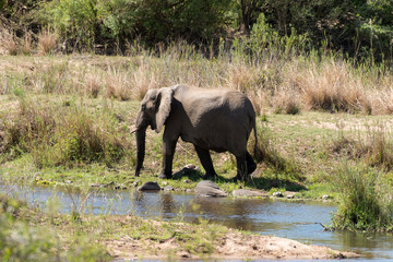 Fototapeta premium Eléphant d'Afrique, loxodonta africana, African elephant, Parc national Kruger, Afrique du Sud