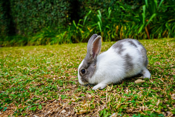 Super cute white and grey rabbit 