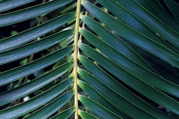 Obraz na płótnie Canvas Close-up shot of tropci palm leaf.