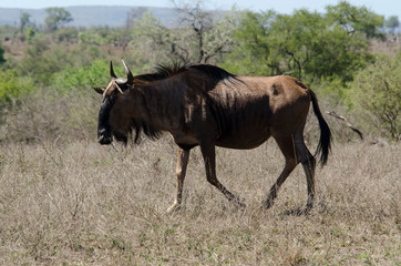 Naklejka na ściany i meble Gnou à queue noire, Connochaetes taurinus, Parc national Kruger, Afrique du Sud