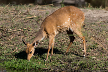 Guib harnaché, Tragelaphus scriptus, femelle, Parc national Kruger, Afrique du Sud