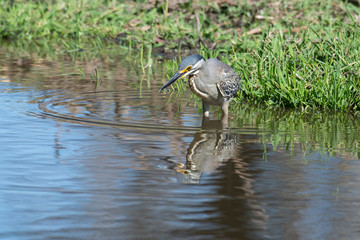 Héron strié,.Butorides striata, Striated Heron