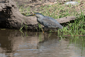 Héron strié,.Butorides striata, Striated Heron