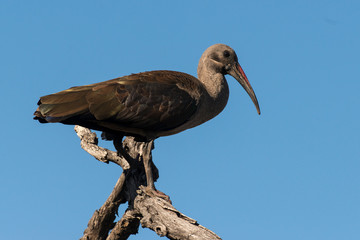 Ibis hagedash,.Bostrychia hagedash, Hadada Ibis