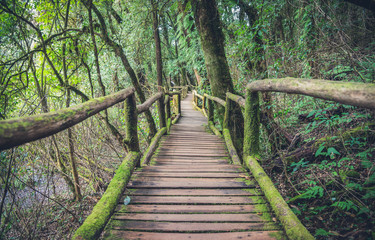 Canopy walkway in tropical forest. Bridge into the jungle