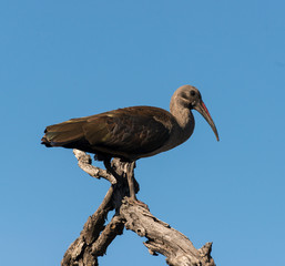 Ibis hagedash,.Bostrychia hagedash, Hadada Ibis
