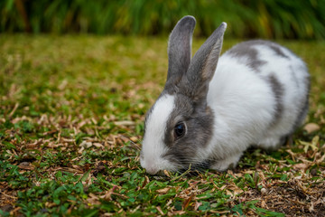 Super cute white and grey rabbit 