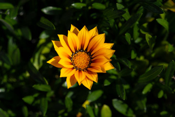 Yellow flower