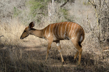 Nyala, femelle,.Tragelaphus angasii, Parc national Kruger, Afrique du Sud