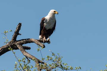 Pygargue vocifère, .Haliaeetus vocifer , African Fish Eagle, Parc national Kruger, Afrique du Sud