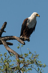 Pygargue vocifère, .Haliaeetus vocifer , African Fish Eagle, Parc national Kruger, Afrique du Sud