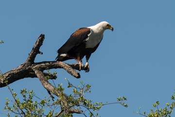 Pygargue vocifère, .Haliaeetus vocifer , African Fish Eagle, Parc national Kruger, Afrique du Sud