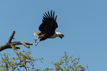 Pygargue vocifère, .Haliaeetus vocifer , African Fish Eagle, Parc national Kruger, Afrique du Sud