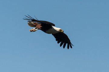 Pygargue vocifère, .Haliaeetus vocifer , African Fish Eagle, Parc national Kruger, Afrique du Sud