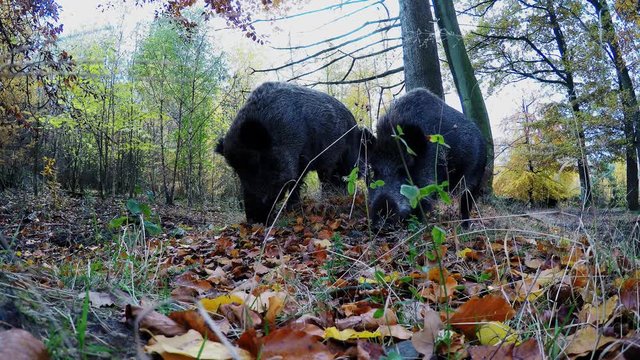 Wild boar search feed on the forest floor, wide angle lens, autumn, (sus scrofa), gopro, germany