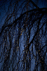 Christmas, winter lights