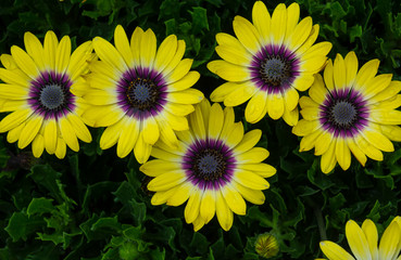 field of yellow flowers