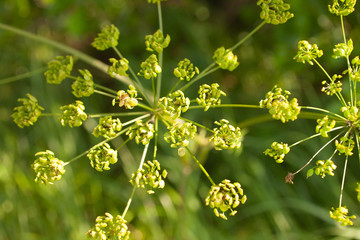 Close-up of blooming dill flowers in the wild