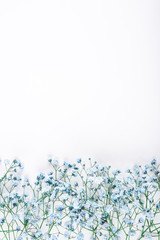 Beautiful flower background of blue gypsophila flowers.