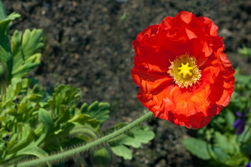 red flower in the garden