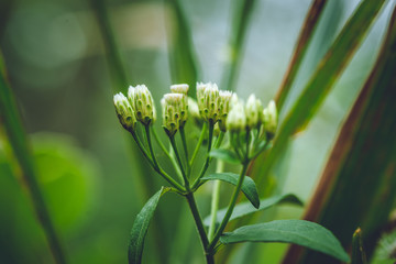 green plant in the garden