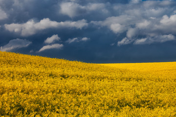 Obraz premium yellow field of oilseed rape with dark sky