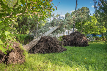 Fototapeta na wymiar Trees felled by hurricane in the Park.