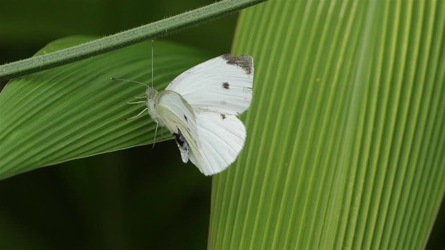 Pieris brassicae also called cabbage butterfly, cabbage white, cabbage moth.