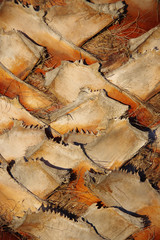 Close-up full frame view of a section of a trunk of a Washington filifera California fan palm tree