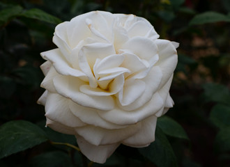 White rose