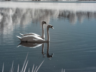 Naklejka na ściany i meble unusual infrared photography, landscape with white swans