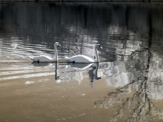 unusual infrared photography, landscape with white swans
