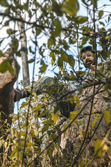 Fototapeta premium Man in the bushes
