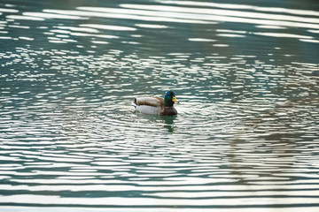 Stockente (Anas platyrhynchos) auf dem Wasser, Rhein