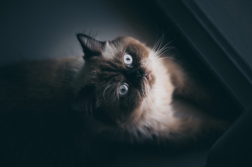 cat sitting alone and look out at the door, himalayan cat