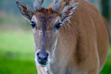 Deer close-up