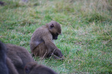 Obraz premium Playing monkey