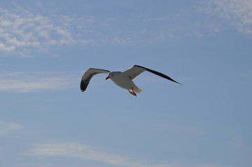 Seagull mid-flight 