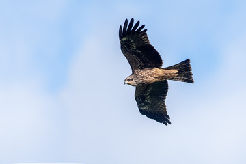 Milvus migrans (Black Kite), Crete