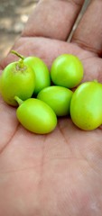 Green raw fruits of neem,bitter in taste but with ayurvedic properties