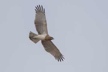 Short Toed Eagle Flying