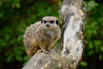 Meerkat on a tree trunk