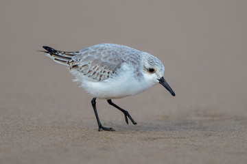 Sanderling on the Sand