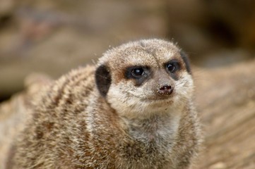 Meerkat close-up