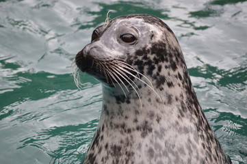 Seal in the sea