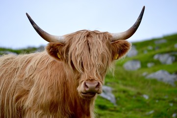 Highland cow