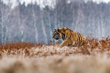 Fototapeta premium Siberian Tiger running. Beautiful, dynamic and powerful photo of this majestic animal. Set in environment typical for this amazing animal. Birches and meadows